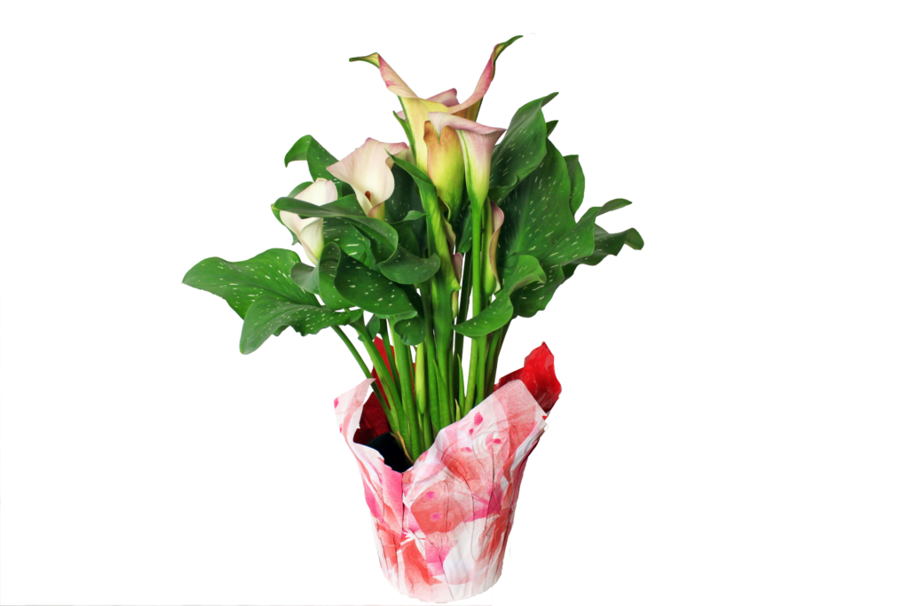 calla lily variegated watering can