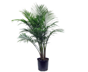 majesty palm tree show plant
