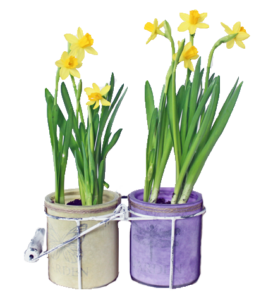 yellow daffodil duo bulbs