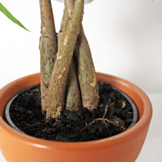 Troubleshooting Your Houseplant: Soil