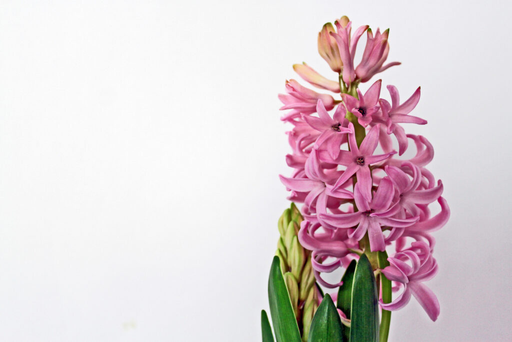 Assorted Bulbs