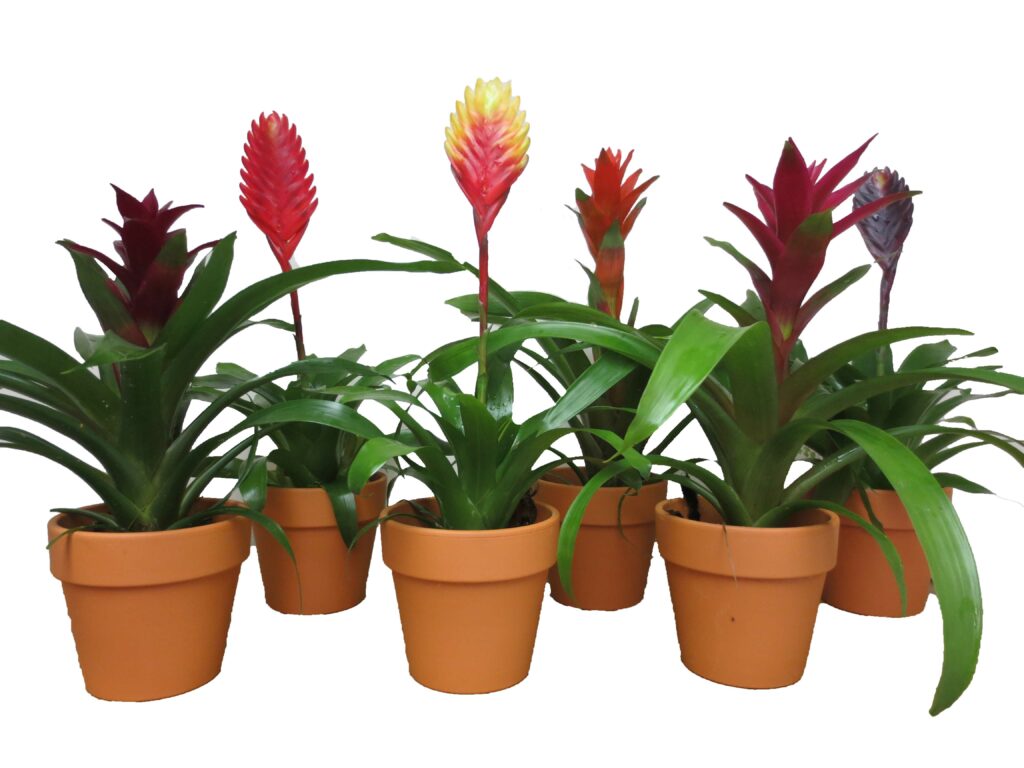 bromeliad in clay tropical