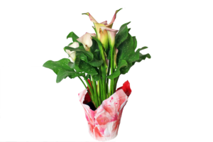 calla lily variegated watering can