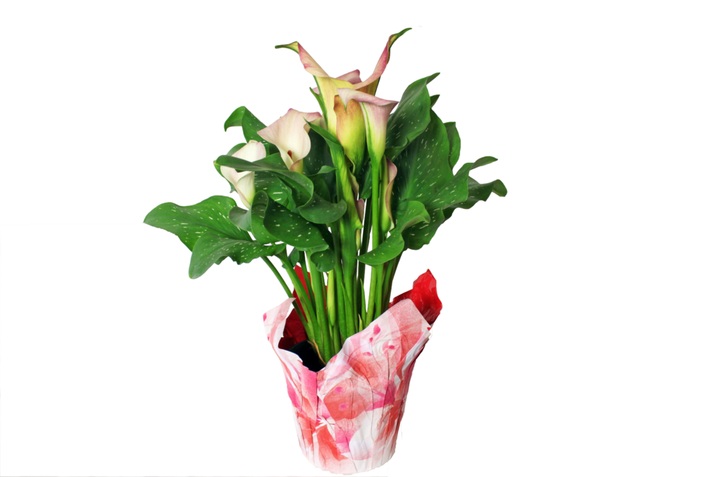 calla lily variegated watering can