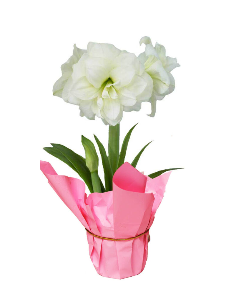 amaryllis christmas valentines day bulb