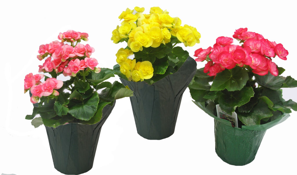 begonia double assorted blooming
