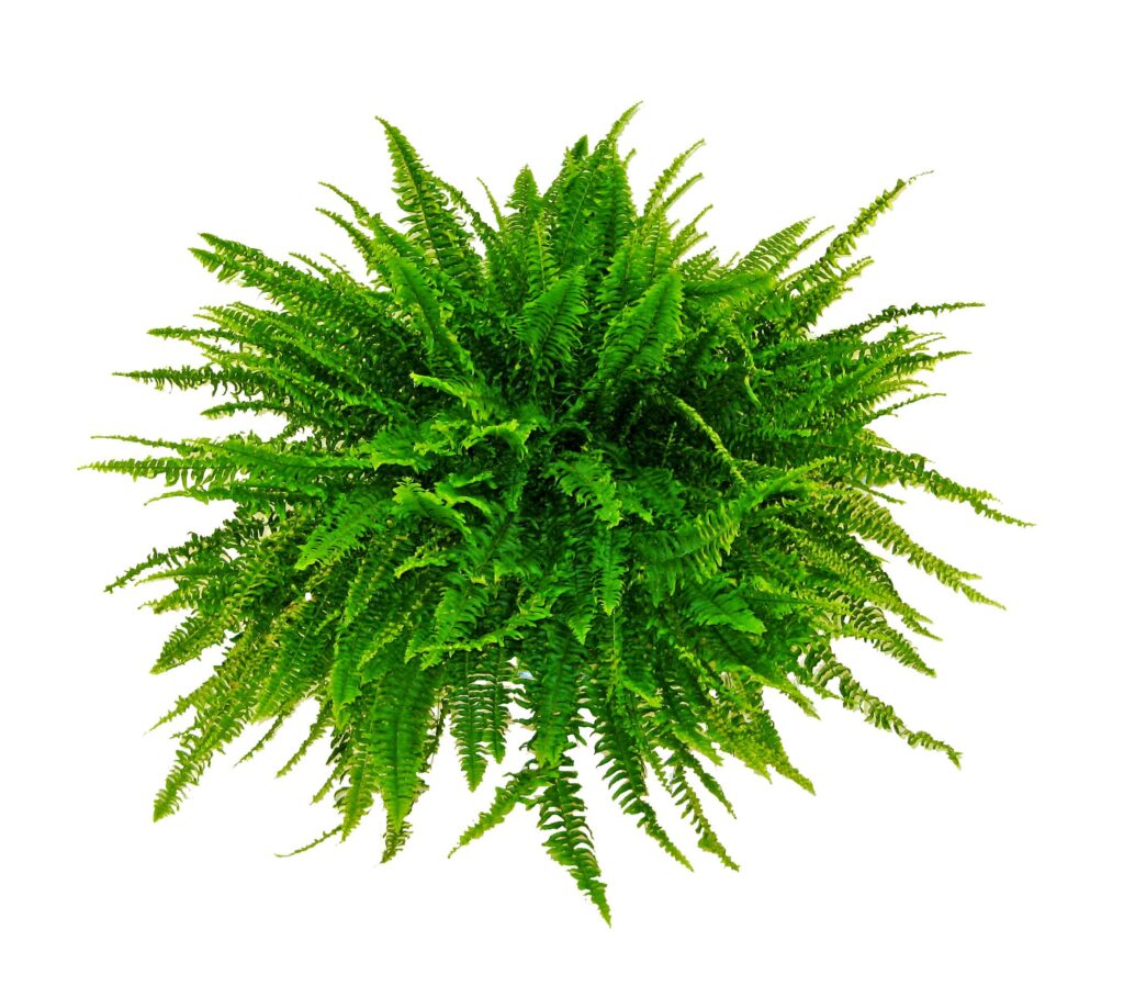 boston fern hanging basket