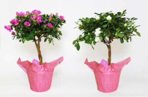 Azalea – Consolidated Nurseries