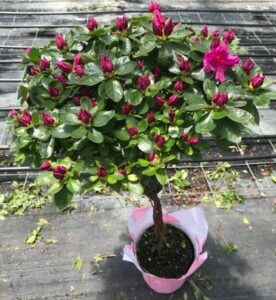 braided azalea tree potted double bloom