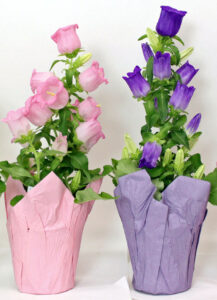 campanula pink purple easter flower perennial