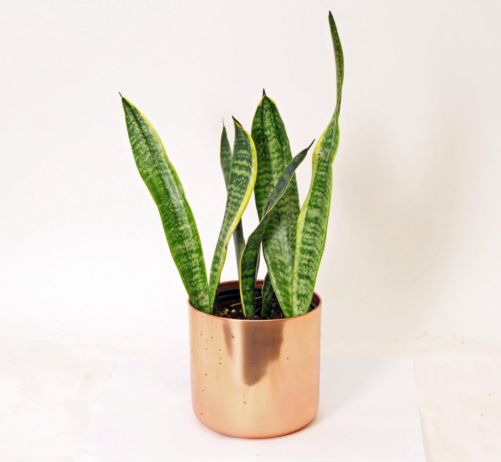 sansevieria snake plant mother in laws tongue foliage copper pot