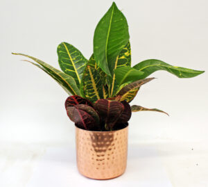 croton tropical colorful copper pot hammered