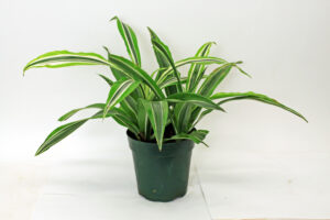 warneckii foliage variegated stripes