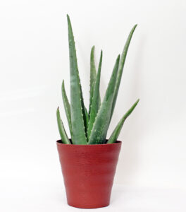 Aloe vera plant