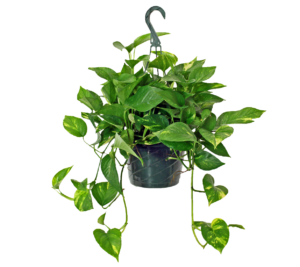 pothos hanging basket devils ivy vine