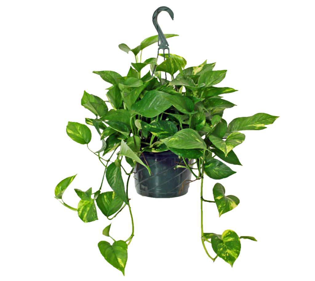 pothos hanging basket devils ivy vine