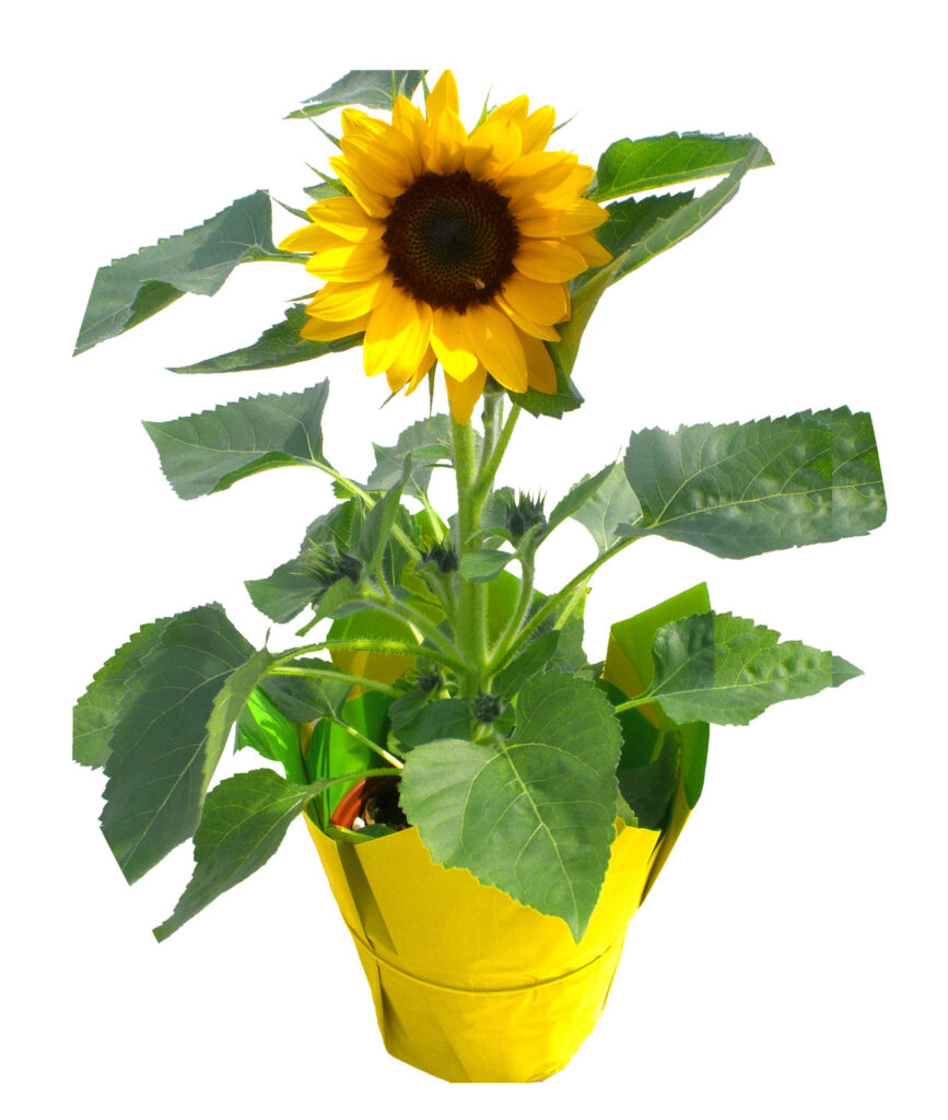 Sunflower – Consolidated Nurseries