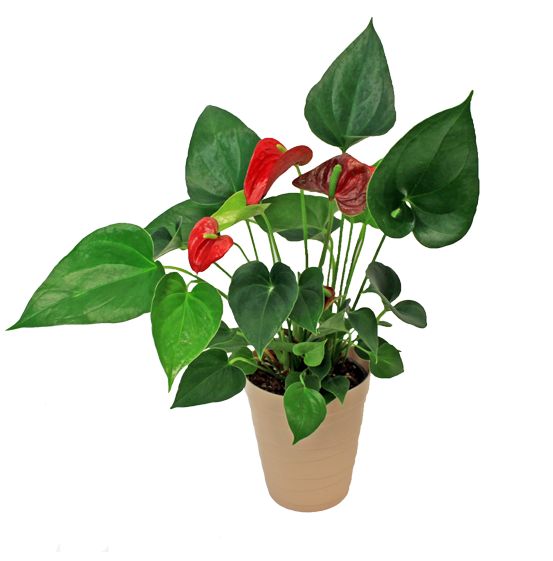 anthurium ronan pot foliage red tropical