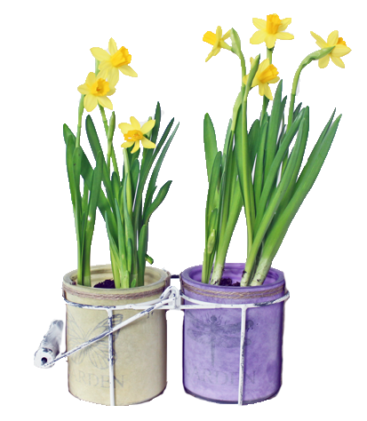 yellow daffodil duo bulbs