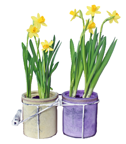 yellow daffodil duo bulbs