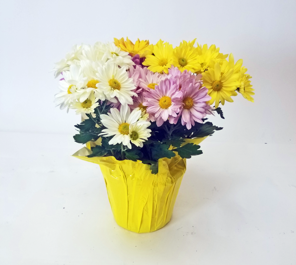 chrysanthemum mum pelee point tricolor combo pack