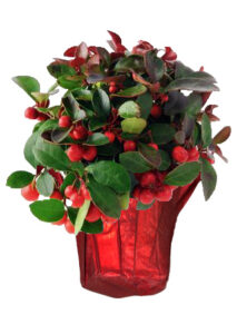 winterberry red shimmer holly berry gaultheria holiday