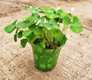 green shamrock plant with flowers