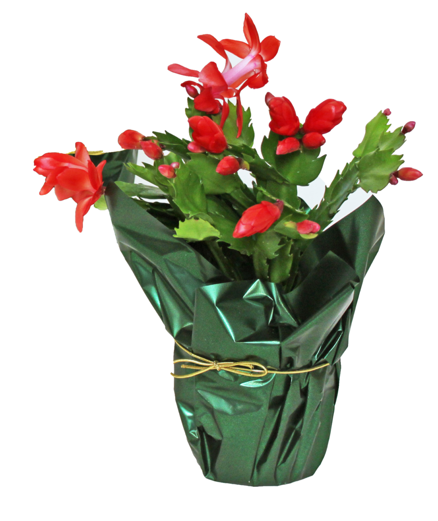 zygo christmas cactus spring Schlumbergera red pink