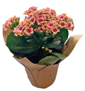 Kalanchoe Calandiva bicolor kraft