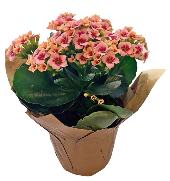 Kalanchoe Calandiva bicolor kraft