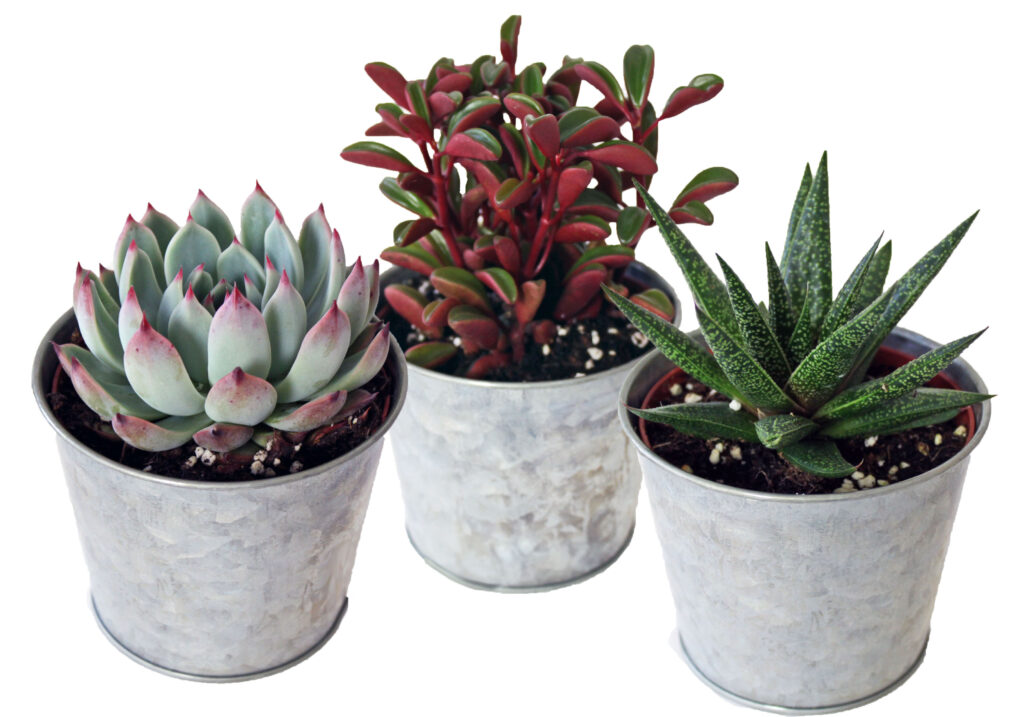 Succulent tin cactus aloe echeveria peperomia