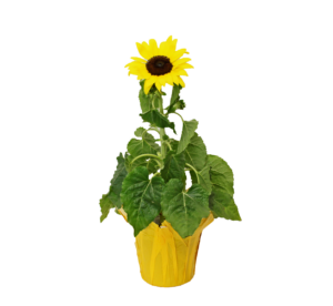 sunflower yellow clay