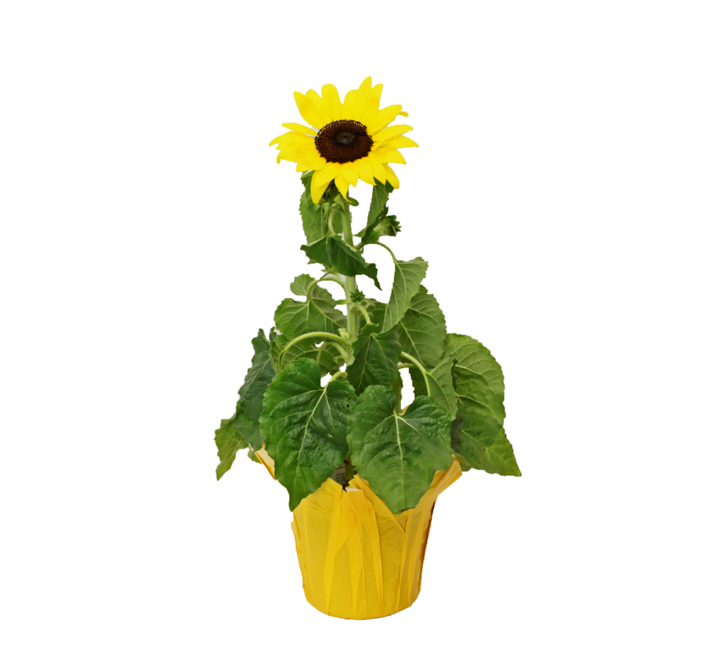 sunflower yellow clay