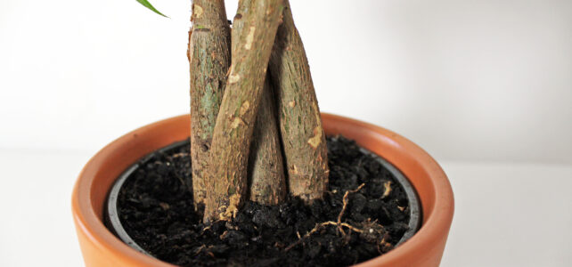 Troubleshooting Your Houseplant: Soil