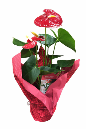 anthurium mylar red