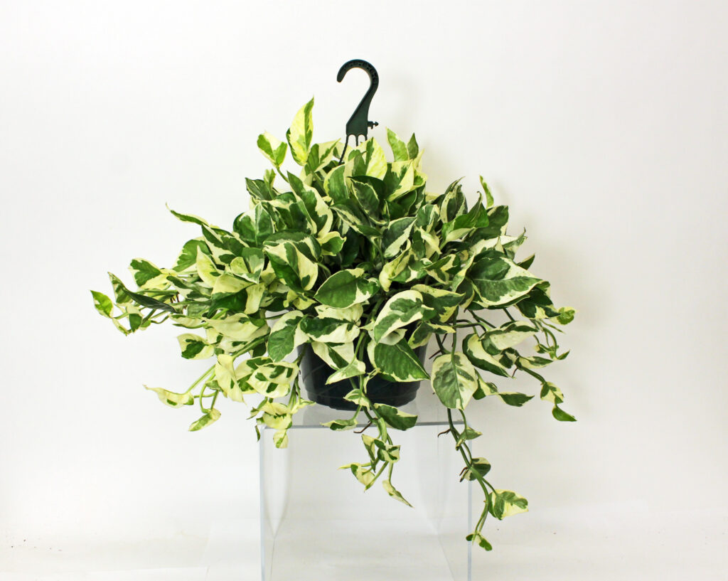Assorted Hanging Baskets