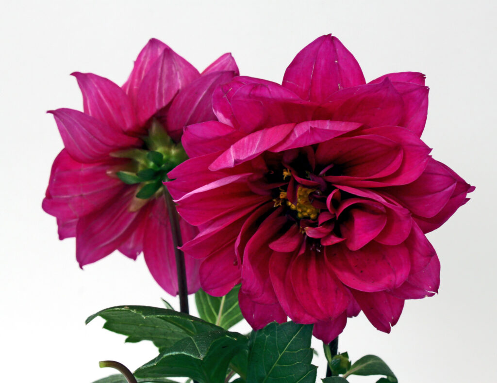 Dahlias are in Stores
